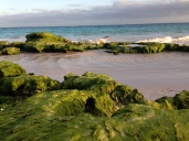 Green moss grows on beach rocks in the winter